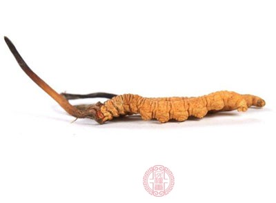 冬虫夏草怎么吃 冬虫夏草的正确吃法(2) - 民福