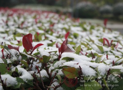 小雪是表示降雪的起始時間和程度