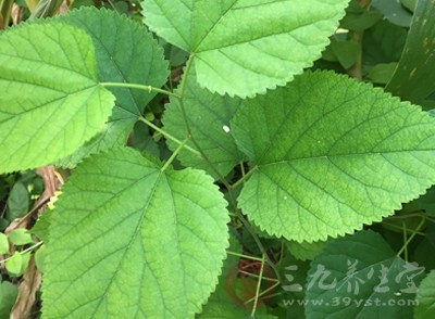 肝火旺也是糟糕的事情，肝阳过盛会引起头晕、眼花