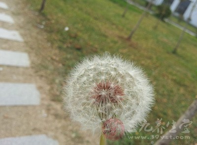 可以將蒲公英的花蕾加入食鹽進行腌漬，經(jīng)常服用能夠起到提神醒腦的作用