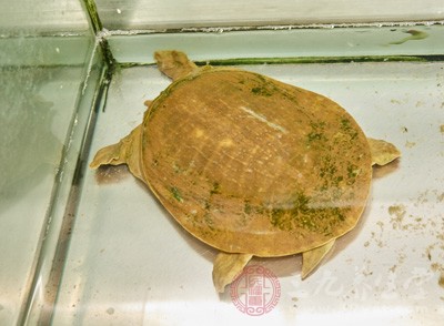 鳖肉为鳖科动物甲鱼的肉，具有滋阴凉血之功效。鸭肉属寒性，而鳖也属寒性，所以不宜配食。久食令人阳虚，水肿腹泻