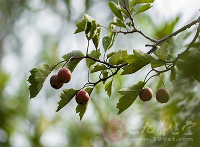 山楂的有效成分有机酸、山楂黄酮是其发挥药理作用