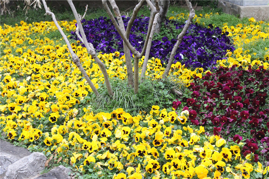 公園里的迷人小花