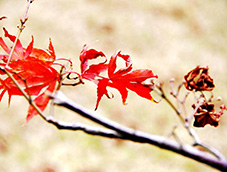 富含秋意的紅葉林景色