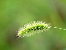 單個生機(jī)勃勃狗尾巴草