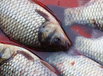 清江魚(yú)的功效與作用