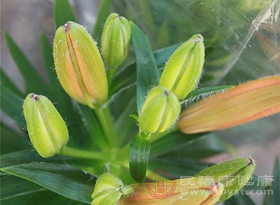 有很多植物散發(fā)的香味都可以幫助我們舒緩神經(jīng)，利于睡眠