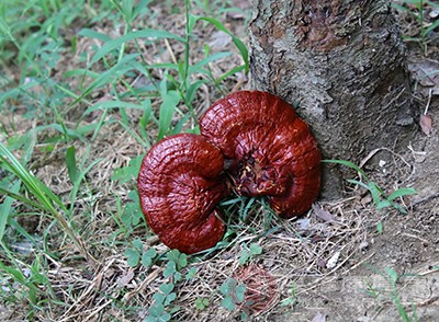 靈芝可以提高免疫力