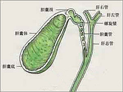 胆囊炎