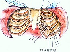 鸡胸