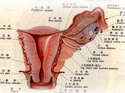 但是现在随着剖宫产率升高,反复的人流,宫腔镜等宫腔操作,子宫肌瘤