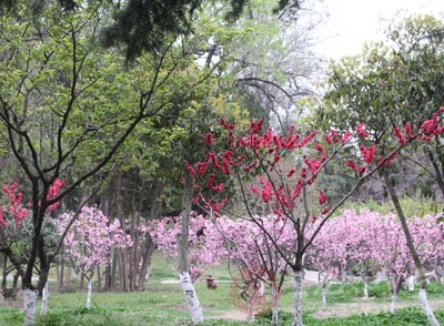 阳春三月，春暖花又开