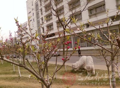 春天花粉過敏 不去植物園 還要注意什么
