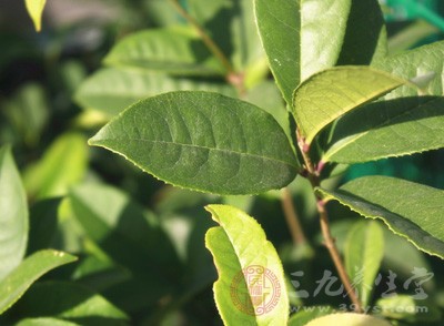 黃金葛漂亮的心形葉子具有獨(dú)特的裝飾性