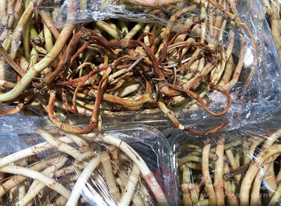 鱼腥草,客家人叫“狗贴耳” 鱼腥草,客家人叫“狗贴耳”