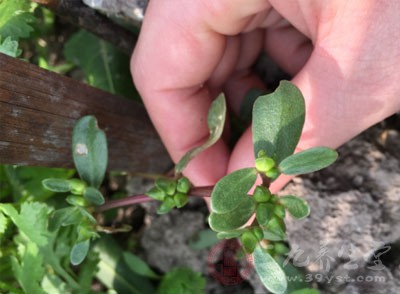 將馬齒莧草搗碎取汁直接涂在患處