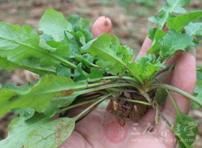 盲目吃野菜易誤食中毒