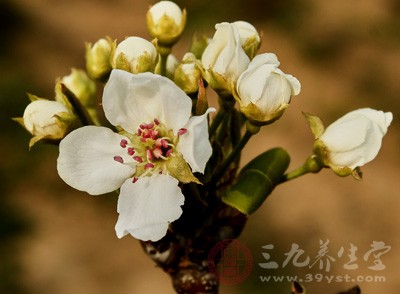 養(yǎng)花和養(yǎng)人是相通的