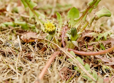 绿色植物对于大气具有净化作用 绿色植物对于大气具有净化作用