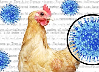 北京市今年已报告7例禽流感病例 - 民福康,三九
