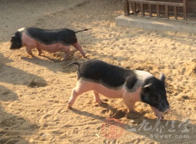 "餐厨垃圾猪"养殖也带来环境污染