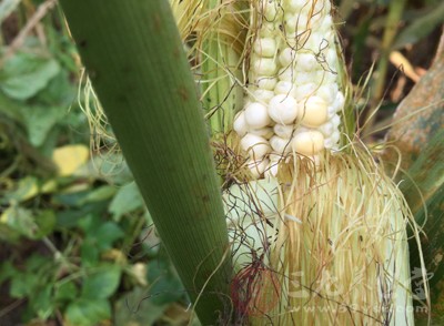 玉米須10克(另包)，紅糖適量