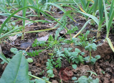 鮮益母草3克，鮮薺菜30克，菜油適量