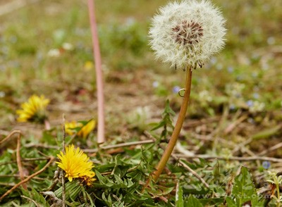 取蒲公英30克，紫花地丁20克，赤芍30克，龍膽草10克