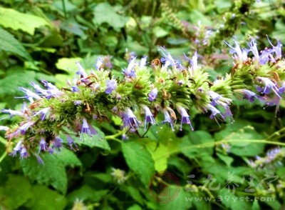 藿香的好处非常多 藿香的好处非常多