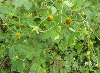 　鬼針草和小花鬼針草混合水浸膏灌胃可明顯降低雄性大鼠Ch