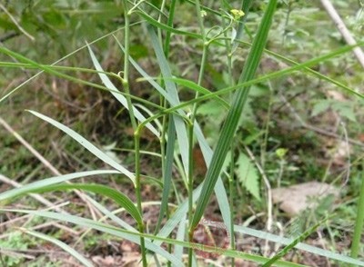 小柴胡和解少阳，疏利肝胆，通达表里