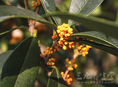 桂花是什么 桂花有哪些功效與作用