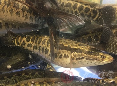 醬燒黑魚(yú)：黑魚(yú)600克，甜面醬100克，小蔥、料酒、糖適量