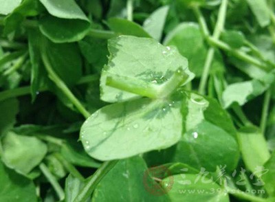 芽菜营养丰富无公害 芽菜营养丰富无公害