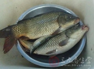 鲤鱼性平、味甘，具有健脾养胃功效