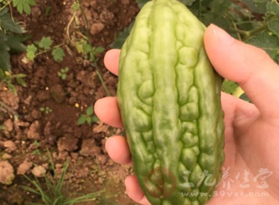 苦瓜绝对是理想的食材之一 苦瓜绝对是理想的食材之一
