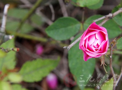 這是春暖花開季節(jié)，氣候溫和