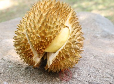 果肉化入汤中,又香又甜,可健脾补气 果肉化入汤中,又香又甜,可健脾补气