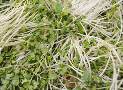 美国人很推崇绿豆芽