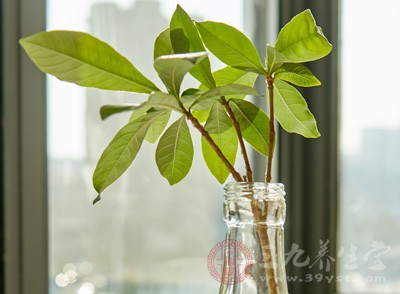 每年夏天家里總會放幾束，讓整個房間香噴噴的