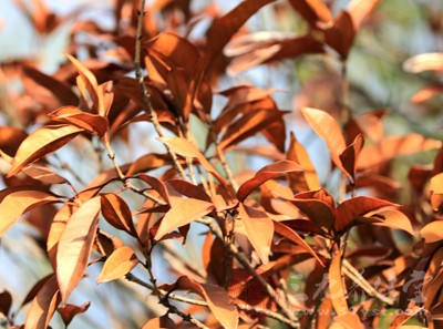 植被豐茂