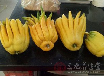 佛手不仅有较高的观赏价值,而且具有珍贵的药用价值 佛手不仅有较高的观赏价值,而且具有珍贵的药用价值