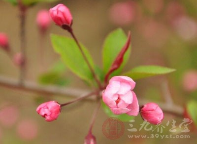 植株的高低、冠徑的大小、綠量的大小都會(huì)影響到凈化效果