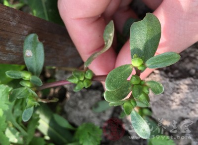 馬齒莧屬一年生肉質(zhì)草本植物