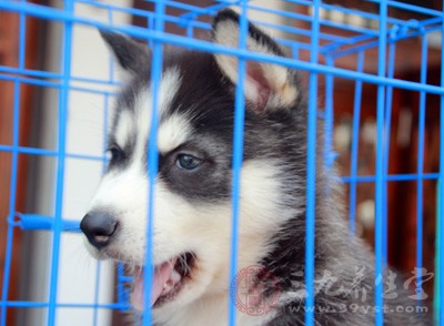 宠物狗现杀现卖 这样的狗肉能吃吗 - 民福康,三