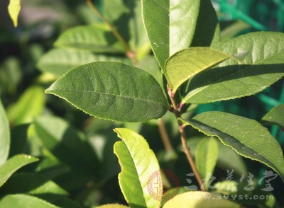 毛果蕓香屬植物的葉子中提取的生物堿