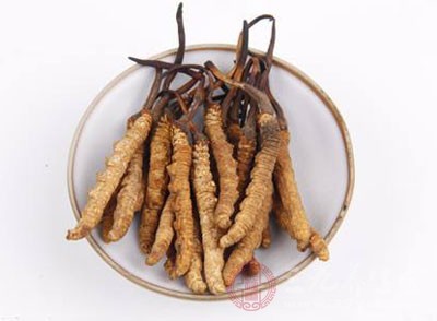 冬虫夏草怎么吃 冬虫夏草的正确吃法(2) - 民福