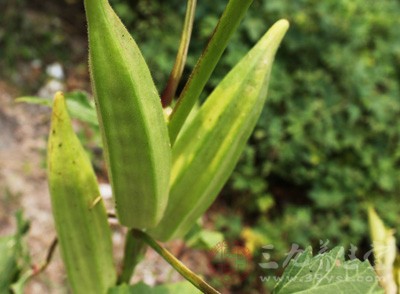 秋葵植株高，夏、秋开花，花大美丽，适用于篱边