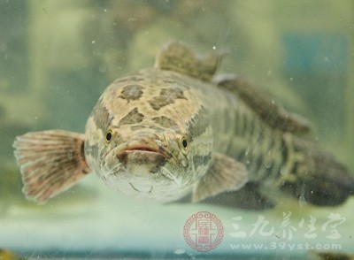 吃黑魚的禁忌是什么 這類人不能吃黑魚