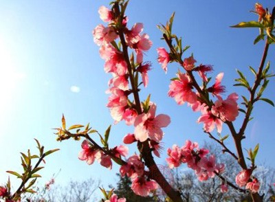 桃花似雨梨花乏，雨量漸豐鳥戀巢